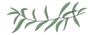 illustration of a green willow branch